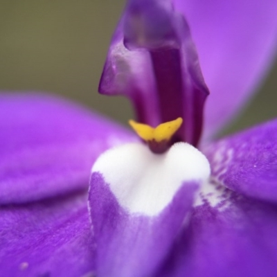 Glossodia major (Wax Lip Orchid) at Canberra Central, ACT - 26 Sep 2015 by JasonC