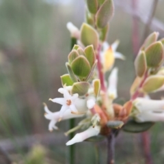 Brachyloma daphnoides (Daphne Heath) at Canberra Central, ACT - 26 Sep 2015 by JasonC