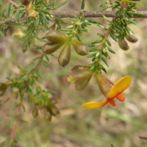 Dillwynia phylicoides at Aranda, ACT - 25 Sep 2015