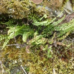 Asplenium trichomanes (Common Spleenwort) at Oaks Estate, ACT - 23 Sep 2015 by FranM