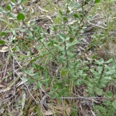 Persoonia rigida (Hairy Geebung) at The Ridgeway, NSW - 23 Sep 2015 by FranM