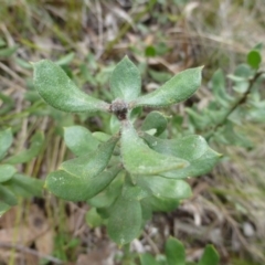 Persoonia rigida at The Ridgeway, NSW - 23 Sep 2015