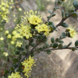 Phebalium squamulosum subsp. ozothamnoides at The Ridgeway, NSW - 23 Sep 2015