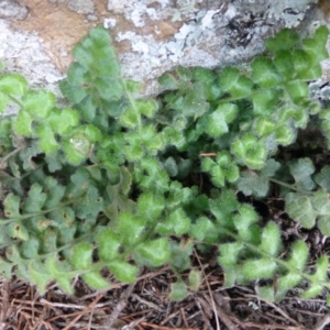 Asplenium subglandulosum at Kowen, ACT - 23 Sep 2015