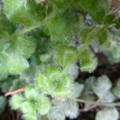 Pleurosorus rutifolius at Kowen, ACT - 23 Sep 2015