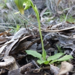 Pterostylis nutans (Nodding Greenhood) at The Ridgeway, NSW - 23 Sep 2015 by FranM