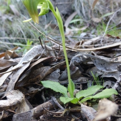 Pterostylis nutans (Nodding Greenhood) at The Ridgeway, NSW - 23 Sep 2015 by FranM