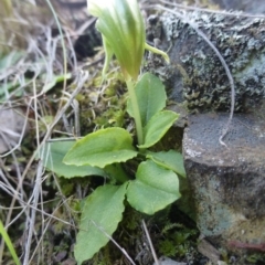 Pterostylis nutans at The Ridgeway, NSW - 23 Sep 2015