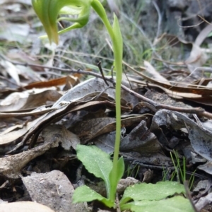 Pterostylis nutans at The Ridgeway, NSW - 23 Sep 2015