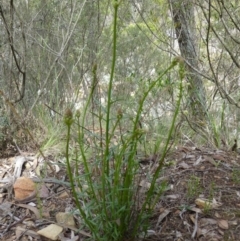 Stackhousia monogyna at The Ridgeway, NSW - 23 Sep 2015 11:17 AM