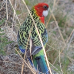 Platycercus eximius (Eastern Rosella) at Rob Roy Range - 26 Sep 2015 by MichaelBedingfield