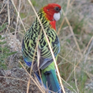 Platycercus eximius at Conder, ACT - 26 Sep 2015