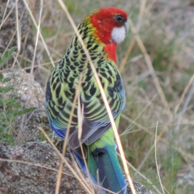 Platycercus eximius (Eastern Rosella) at Conder, ACT - 26 Sep 2015 by michaelb