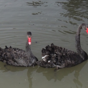 Cygnus atratus at Gordon, ACT - 13 Jun 2015