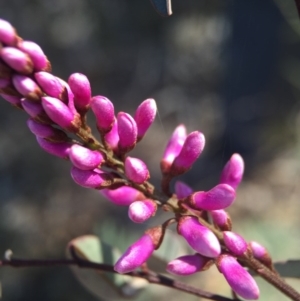 Indigofera australis subsp. australis at Gungahlin, ACT - 27 Sep 2015 09:48 AM