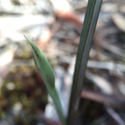 Thelymitra sp. (A Sun Orchid) at Gungahlin, ACT - 27 Sep 2015 by AaronClausen