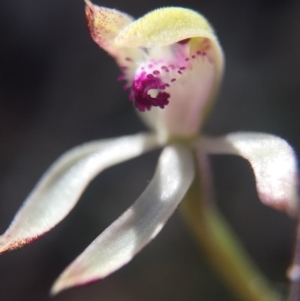 Caladenia ustulata at Gungahlin, ACT - suppressed