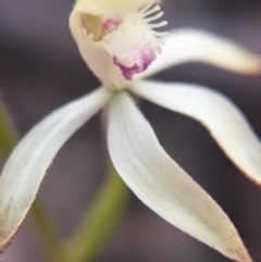 Caladenia ustulata (Brown Caps) at Gungahlin, ACT - 27 Sep 2015 by AaronClausen