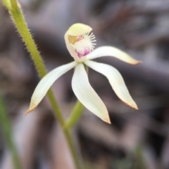 Caladenia ustulata at Gungahlin, ACT - suppressed