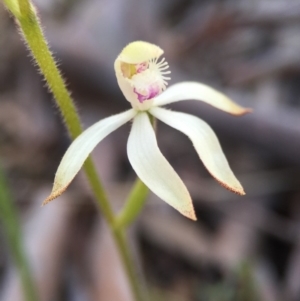 Caladenia ustulata at Gungahlin, ACT - suppressed