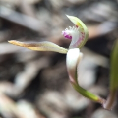 Caladenia ustulata (Brown Caps) at Gungahlin, ACT - 27 Sep 2015 by AaronClausen