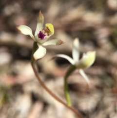 Caladenia ustulata at Gungahlin, ACT - 27 Sep 2015