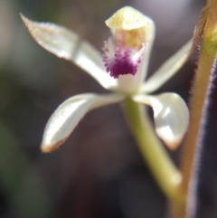 Caladenia ustulata (Brown Caps) at Gungahlin, ACT - 27 Sep 2015 by AaronClausen