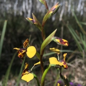 Diuris pardina at Gungahlin, ACT - 27 Sep 2015