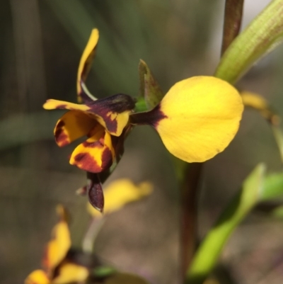 Diuris pardina (Leopard Doubletail) at Gungahlin, ACT - 27 Sep 2015 by AaronClausen