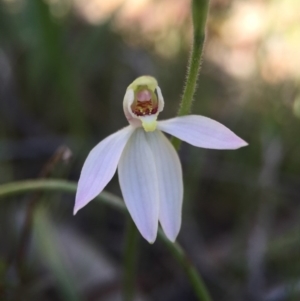 Caladenia carnea at Gungahlin, ACT - 27 Sep 2015