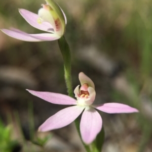 Caladenia carnea at Gungahlin, ACT - suppressed