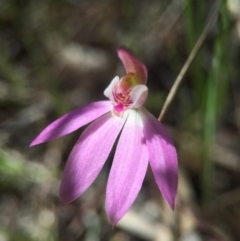 Caladenia carnea (Pink Fingers) at Gungahlin, ACT - 27 Sep 2015 by AaronClausen