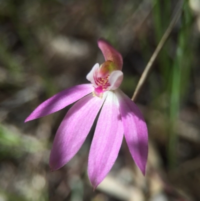 Caladenia carnea (Pink Fingers) at Gungahlin, ACT - 27 Sep 2015 by AaronClausen