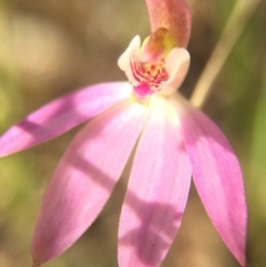 Caladenia carnea at Gungahlin, ACT - 27 Sep 2015