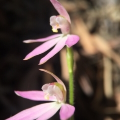 Caladenia carnea at Gungahlin, ACT - suppressed