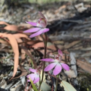 Caladenia carnea at Gungahlin, ACT - suppressed