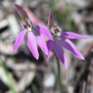 Caladenia carnea at Gungahlin, ACT - suppressed