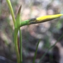 Diuris chryseopsis (Golden Moth) at Gungahlin, ACT - 27 Sep 2015 by AaronClausen