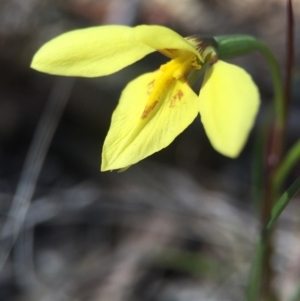 Diuris chryseopsis at Gungahlin, ACT - suppressed