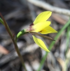 Diuris chryseopsis at Gungahlin, ACT - suppressed