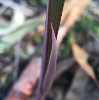 Thelymitra (genus) (sun orchids) at Gungahlin, ACT - 27 Sep 2015 by AaronClausen