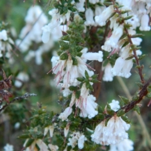 Leucopogon fletcheri subsp. brevisepalus at Fadden, ACT - 27 Sep 2015