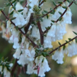 Leucopogon fletcheri subsp. brevisepalus at Fadden, ACT - 27 Sep 2015