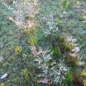 Leucopogon fletcheri subsp. brevisepalus at Fadden, ACT - 27 Sep 2015