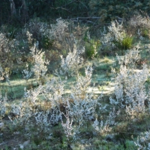 Leucopogon fletcheri subsp. brevisepalus at Fadden, ACT - 27 Sep 2015