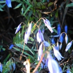 Stypandra glauca at Fadden, ACT - 27 Sep 2015