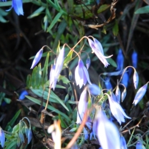 Stypandra glauca at Fadden, ACT - 27 Sep 2015