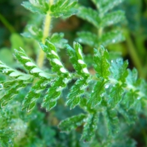 Acaena echinata at Wanniassa Hill - 27 Sep 2015 08:23 AM