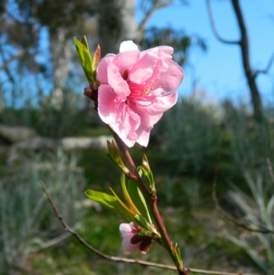 Prunus persica (Peach, Nectarine) at Wanniassa Hill - 26 Sep 2015 by RyuCallaway