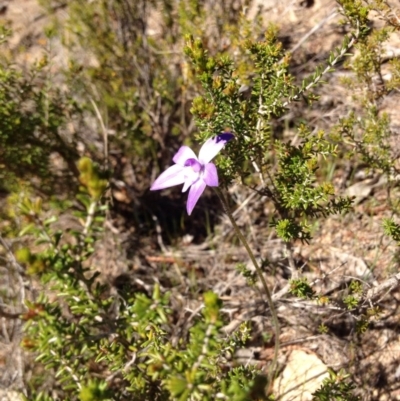 Glossodia major (Wax Lip Orchid) at Tennent, ACT - 27 Sep 2015 by BethanyDunne